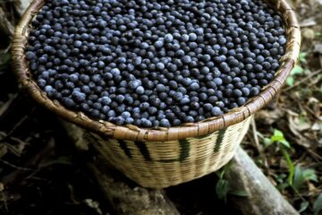 Oficina ensina manejo sustentável do açaí e fortalece conservação no Amapá