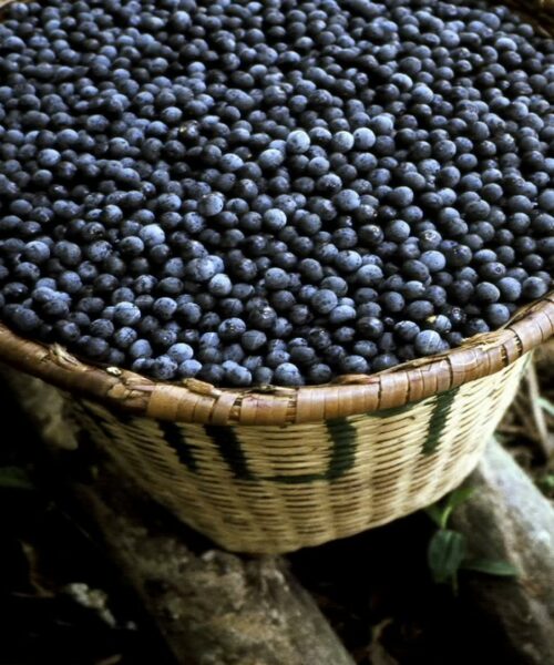 Oficina ensina manejo sustentável do açaí e fortalece conservação no Amapá