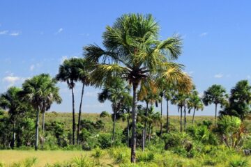 Monitor climático do Tocantins fecha abril com chuvas concentradas e aumento de 118% de focos de fogo