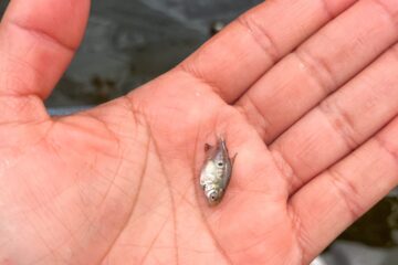 Pesquisa aprimora tecnologia para a reprodução de peixes em Itacoatiara, interior do Amazonas