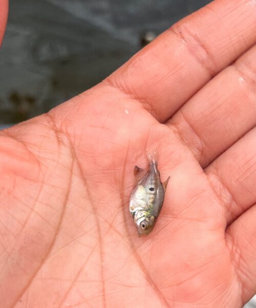 Pesquisa aprimora tecnologia para a reprodução de peixes em Itacoatiara, interior do Amazonas