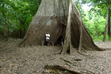 Anéis de crescimento de árvores revelam mudanças extremas na sazonalidade de chuvas na Amazônia
