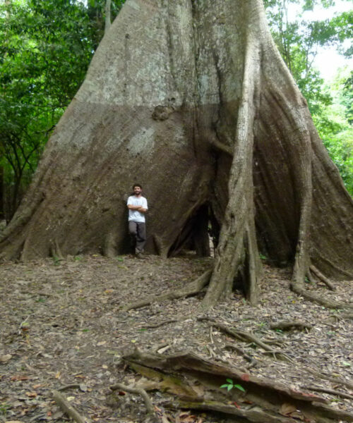 Anéis de crescimento de árvores revelam mudanças extremas na sazonalidade de chuvas na Amazônia