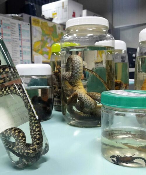 Operação Cheia 2025: FVS-RCP alerta para prevenção de acidentes por animais peçonhentos em áreas residenciais no Amazonas