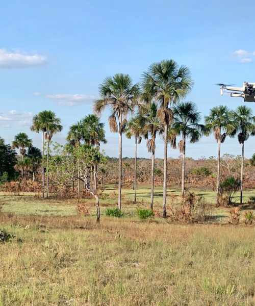 Governo do Tocantins realiza georreferenciamento de campos de capim-dourado do território Krahô