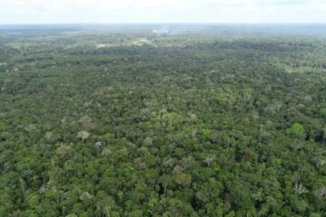 Ipaam registra queda de 21,09% no desmatamento e 37,5% nos focos de calor no Amazonas em maio