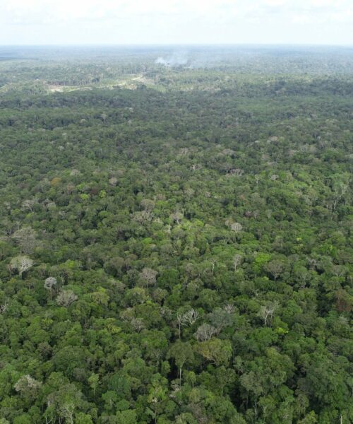Ipaam registra queda de 21,09% no desmatamento e 37,5% nos focos de calor no Amazonas em maio
