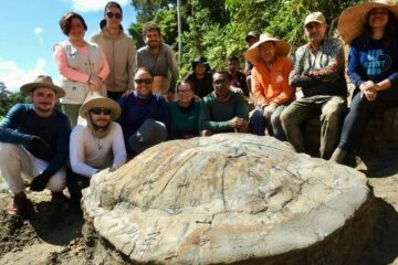 Pesquisadores encontram fóssil de tartaruga gigante pré-histórica no Acre