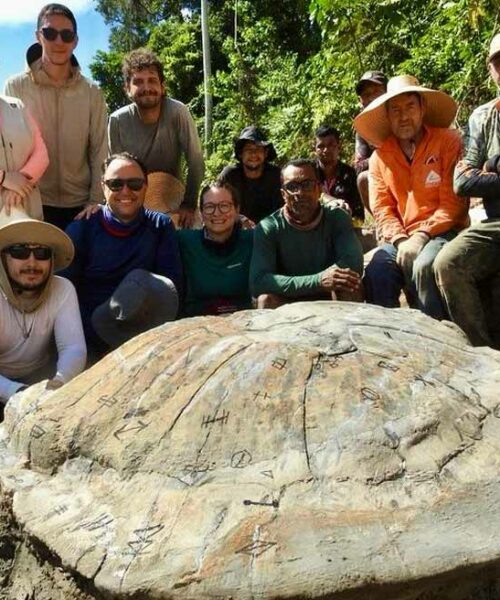 Pesquisadores encontram fóssil de tartaruga gigante pré-histórica no Acre