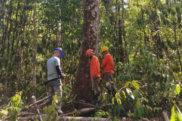 Estudo revela que as florestas do Amapá têm maior densidade de biomassa e carbono da Amazônia
