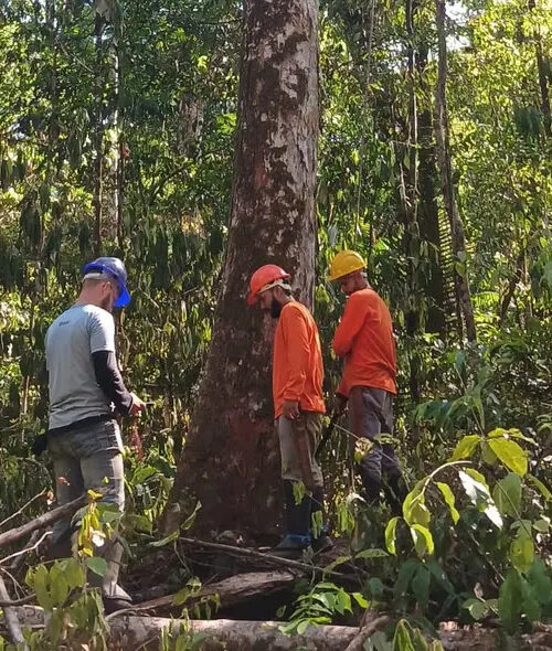 Estudo revela que as florestas do Amapá têm maior densidade de biomassa e carbono da Amazônia