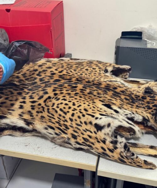 Crimes contra fauna e flora são investigados com apoio da perícia ambiental no Amazonas