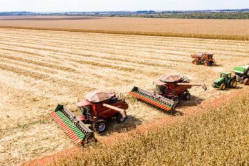 Começa a colheita de milho em Mato Grosso com produção estimada em 50,3 milhões de toneladas