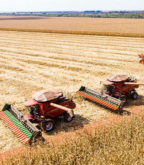 Começa a colheita de milho em Mato Grosso com produção estimada em 50,3 milhões de toneladas