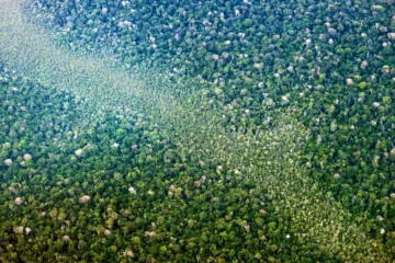 Concessão Florestal na Amazônia reforça compromisso do Pará com uso sustentável da floresta