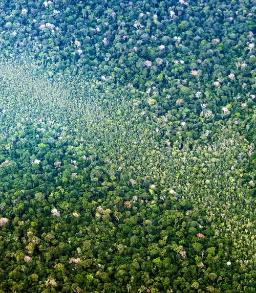 Concessão Florestal na Amazônia reforça compromisso do Pará com uso sustentável da floresta