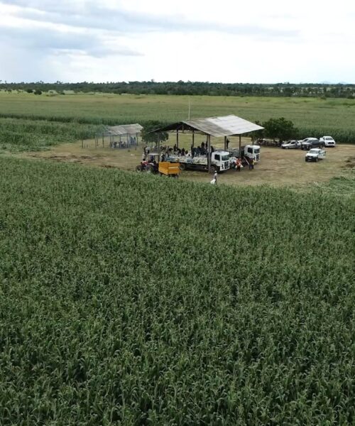Comunidade indígena Jabuti inicia colheita de milho verde e celebra autonomia agrícola em Roraima
