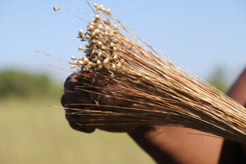 Governo do Tocantins inicia nova edição da Operação Capim-Dourado para coibir ilegalidades e proteger o Cerrado