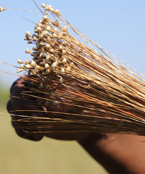 Governo do Tocantins inicia nova edição da Operação Capim-Dourado para coibir ilegalidades e proteger o Cerrado