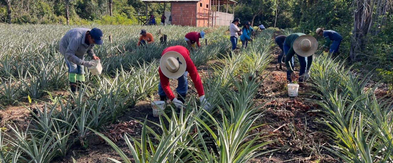 Barreirinha (AM) amplia cultivo de abacaxi com apoio técnico e distribuição de mudas