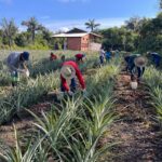 Barreirinha (AM) amplia cultivo de abacaxi com apoio técnico e distribuição de mudas
