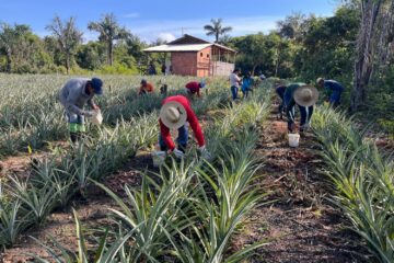 Barreirinha (AM) amplia cultivo de abacaxi com apoio técnico e distribuição de mudas