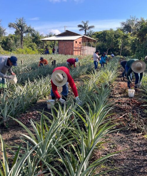 Barreirinha (AM) amplia cultivo de abacaxi com apoio técnico e distribuição de mudas