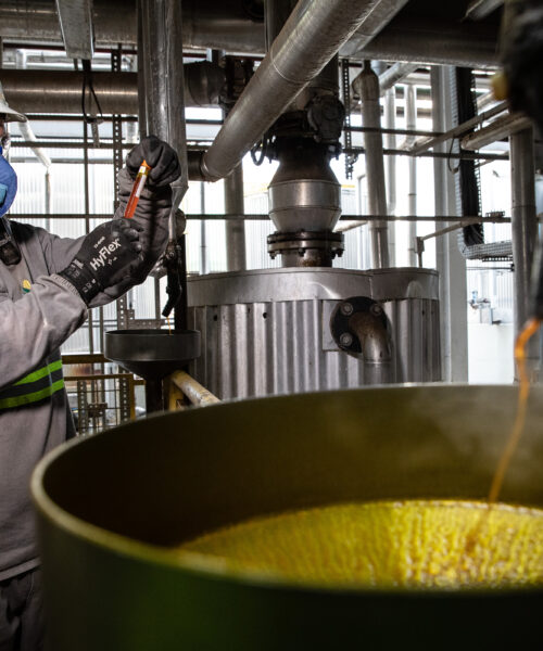 Cuiabá se destaca entre capitais com maior proporção de empregos verdes no Brasil