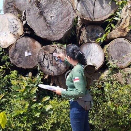 Ipaam reforça rastreabilidade da madeira no Amazonas com sistema nacional integrado