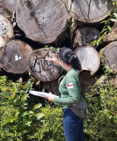 Ipaam reforça rastreabilidade da madeira no Amazonas com sistema nacional integrado