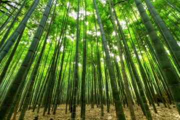 Pará é cotado para sediar indústria de bambu com foco sustentável e exportação internacional