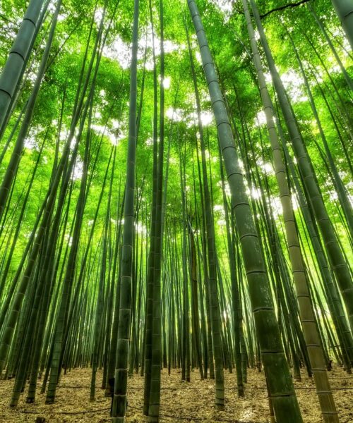 Pará é cotado para sediar indústria de bambu com foco sustentável e exportação internacional