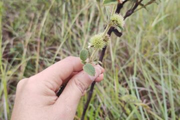 Plantas medicinais do Cerrado revelam potencial para controle sustentável de ervas daninhas