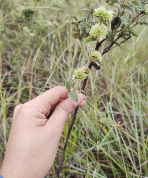 Plantas medicinais do Cerrado revelam potencial para controle sustentável de ervas daninhas