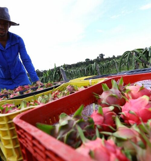Bioeconomia se consolida como motor sustentável para a Amazônia