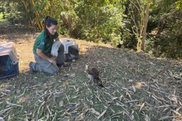 Sema – MT devolve nove animais silvestres à natureza em ação de reabilitação no Distrito da Guia
