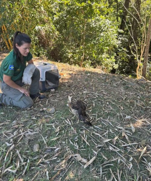 Sema – MT devolve nove animais silvestres à natureza em ação de reabilitação no Distrito da Guia