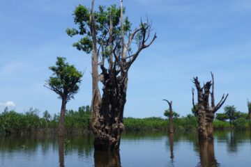 Inpa conta com quatro INCTs aprovados para desenvolver pesquisas estratégicas e soluções para desafios da Amazônia