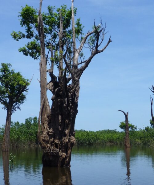 Inpa conta com quatro INCTs aprovados para desenvolver pesquisas estratégicas e soluções para desafios da Amazônia