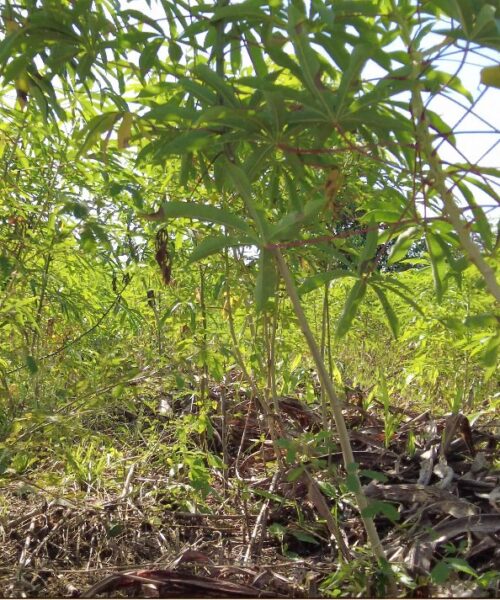 Comunidades rurais e indígenas impulsionam agricultura sustentável no Pará
