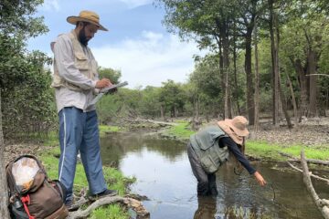 Pesquisa identifica mais de 11,3 mil insetos aquáticos na RDS do Uatumã, no Amazonas
