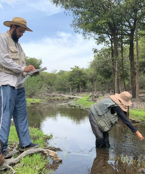 Pesquisa identifica mais de 11,3 mil insetos aquáticos na RDS do Uatumã, no Amazonas