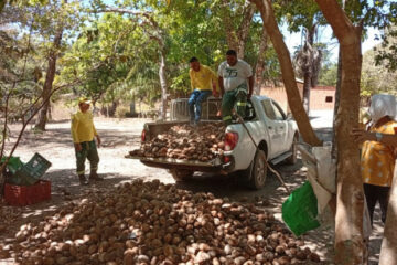 Naturatins apoia quebradeiras de coco babaçu na APA Serra do Lajeado