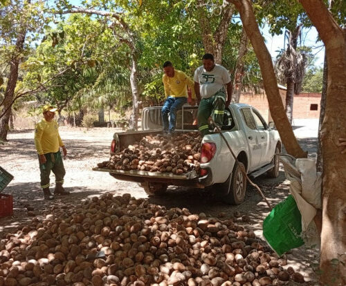 Naturatins apoia quebradeiras de coco babaçu na APA Serra do Lajeado