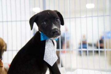 Prefeitura de Rio Branco leva proposta para encontrar novos lares para pets resgatados