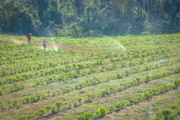 Prefeitura de Rio Branco aposta na cafeicultura como motor da agricultura familiar