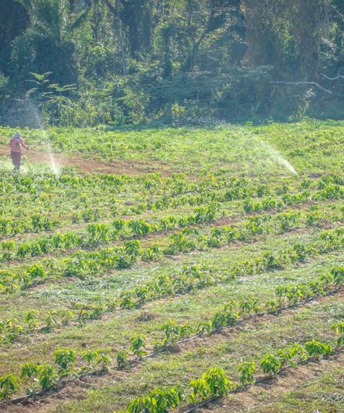 Prefeitura de Rio Branco aposta na cafeicultura como motor da agricultura familiar