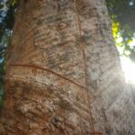 Parque Capitão Ciríaco: o maior seringal urbano do mundo preserva história e cultura em Rio Branco