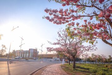 Floração dos ipês transforma Rio Branco em cartão-postal natural