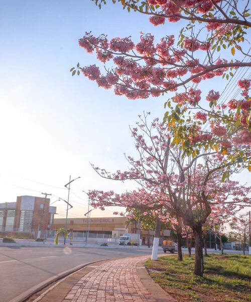 Floração dos ipês transforma Rio Branco em cartão-postal natural